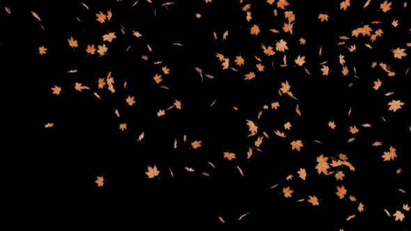 Autumn Leaves Falling Animation Alpha Channel