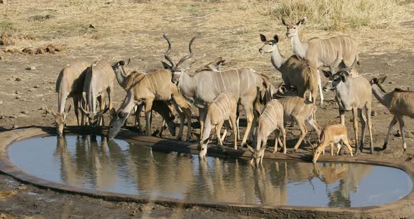 Kudu Antelopes Drinking Water - Kruger National Park