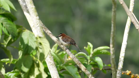 Rufous-naped Wren Bird on a Branch at its Natural Habitat in the Forest