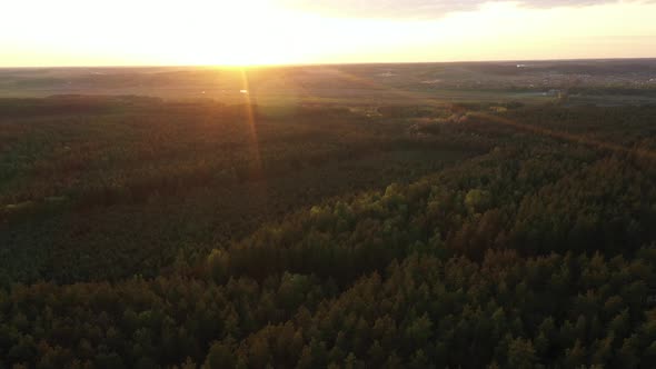 Flying Above Green Forest Sunset