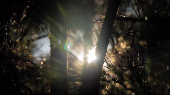 Close Up Bright Sun Shining Through Branches of Coniferous Tree Sun Lens Flare