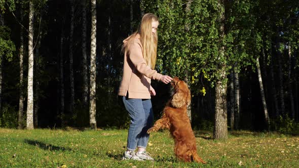 Schoolgirl with Long Fair Hair Plays with Russian Spaniel alt