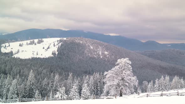 The Winter Mountain Forest alt