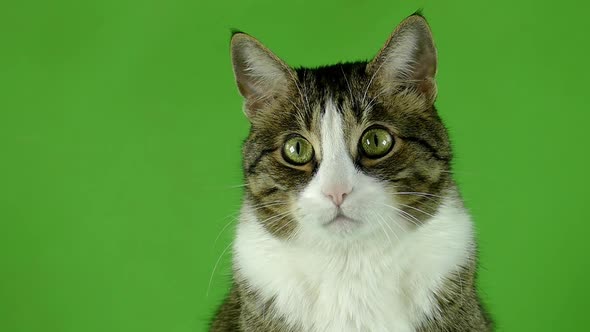 Isolated cat pattern. The cat is looking at the camera on a green screen.