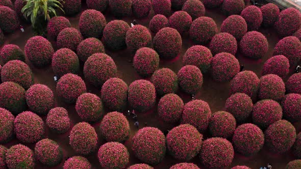 Drone scenery of the park with pink camellia flowers. Jeju Island.