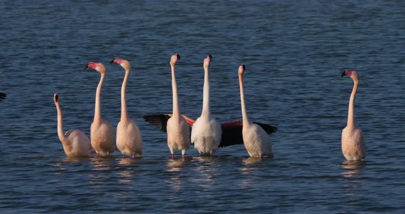 Pink flamingos during the courtship in the Camargue, France alt