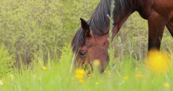 Horses Grazing on a Green Meadow in a Mountain Landscape alt