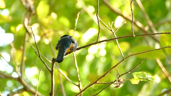 Realtime footage of tropical gold and blue bird perched on a swaying branch in the bright rainforest alt