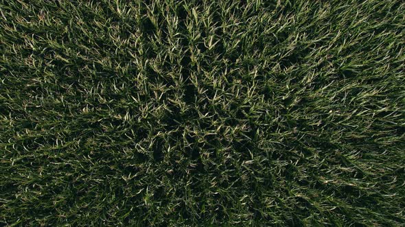 Flying over green tops of young corn on sunny day alt