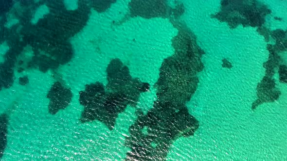 Seaweed and Coral Reef on a Clear Tropical Shallow Sea Floor With White Sand alt