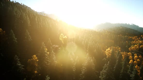 Aerial Drone View Flight Over Pine Tree Forest in Mountain at Sunset alt