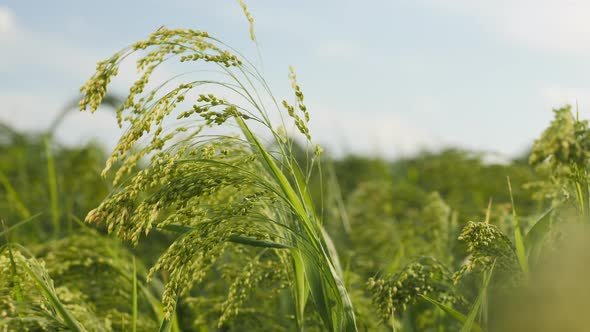 Ripening Brush of Millet in the Field Close-up alt