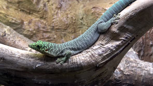 Madagascar giant day gecko (phelsuma grandis) 