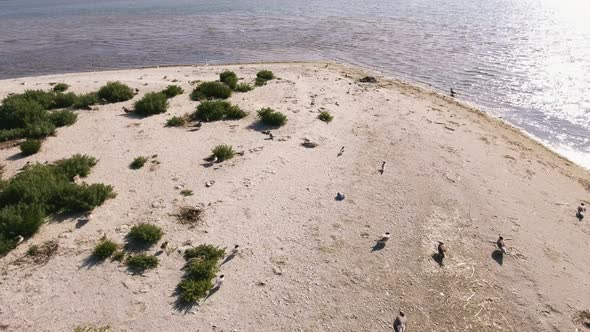 Aerial Shot of the Black Sea Shore with Walking and Flying Birds in Summer. alt