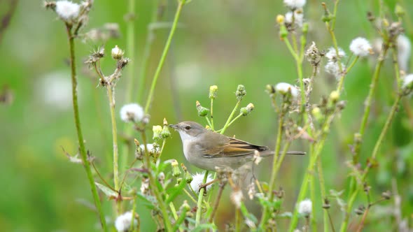 Common Whitethroat alt