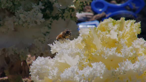 Bee on Flower Macro Shot in Garden Honeybee is Sitting on White Petals
