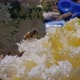 Bee on Flower Macro Shot in Garden Honeybee is Sitting on White Petals - VideoHive Item for Sale
