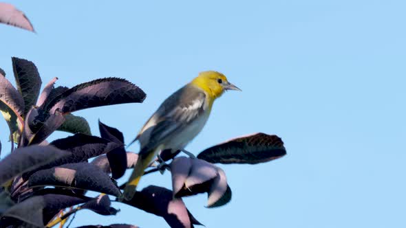 Female Bullock's oriole perched on a tree on a windy day then flies away alt
