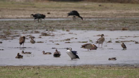 Egyptian goose and Knob-billed duck alt