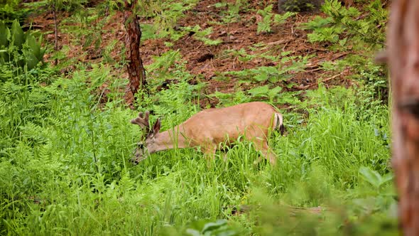 Mule Deer grazing in a meadow in Kings Canyon National Park alt