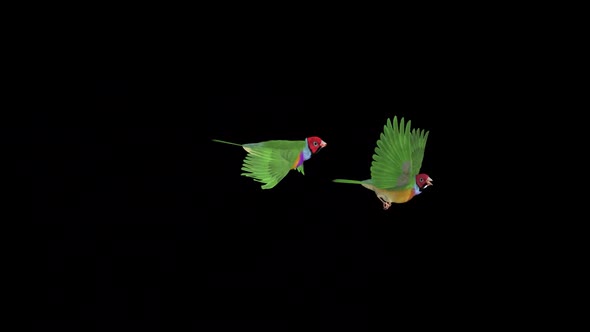 Rainbow Finch Birds - Pair Flying Over Screen - I -  Alpha Channel