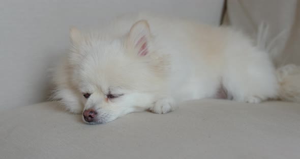 how much do pomeranians sleep