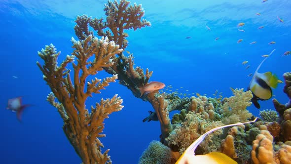 Marine Coral Garden alt