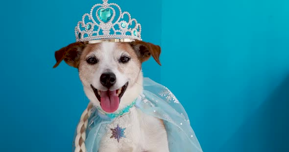 Dog in Princess Costume Blue Background alt