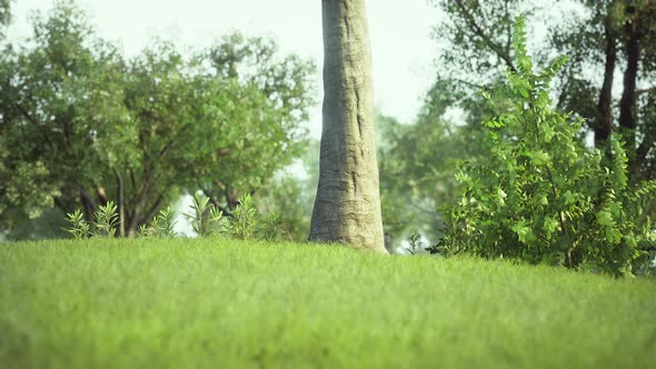 Very Quiet and Empty Park in the Middle of the COVID19 Coronavirus Lockdown alt