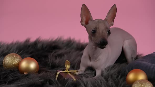 Xoloitzcuintle Lies on a Fur Blanket on Which Christmas Balls Are Scattered Against a Pink alt