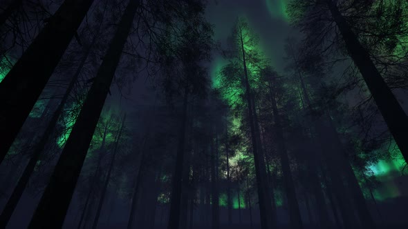 Aurora Borealis Over Trees