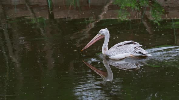 Great White Pelican Pelecanus onocrotalus swimming