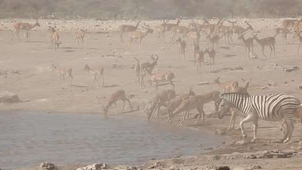 Impala Antelopes And Zebras At A Waterhole - Etosha National Park alt