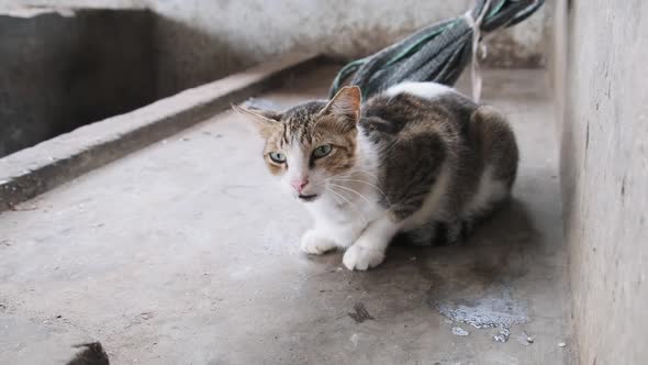 Stray Cat Meows Pitifully at Camera Sitting on a Dirty Floor in Africa Zanzibar alt