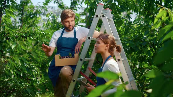 Two Farmers Discussing Cultivation Process on Green Organic Plantation Concept alt