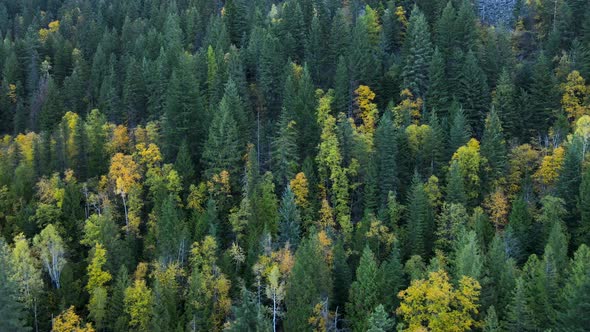 Sideways flight along mountain slope covered by thick coniferous forest in Nelson, BC. Aerial footag alt