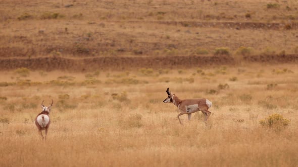 Pronghorn in Yellowstone National Park alt