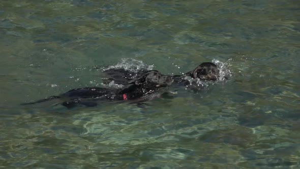 Dog In The Water alt