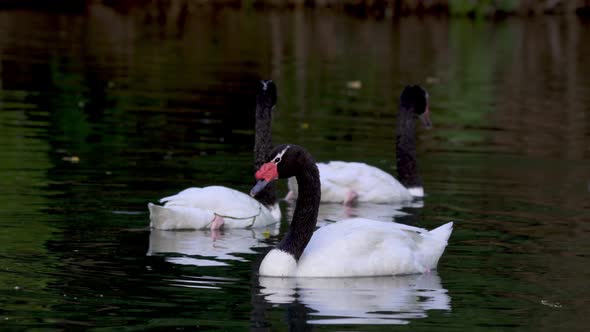A group of beautiful black-necked swans swimming peacefully on a pond searching for food alt