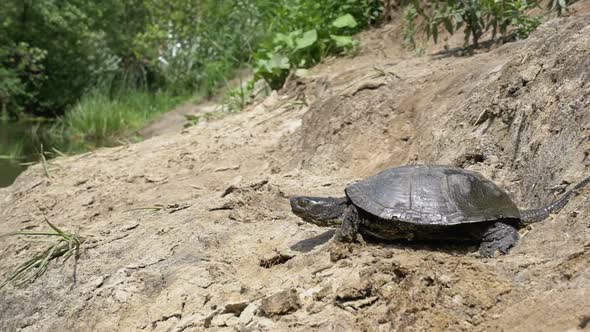 River Turtle Crawling Along the Sandy Beach Into the River. Slow Motion alt