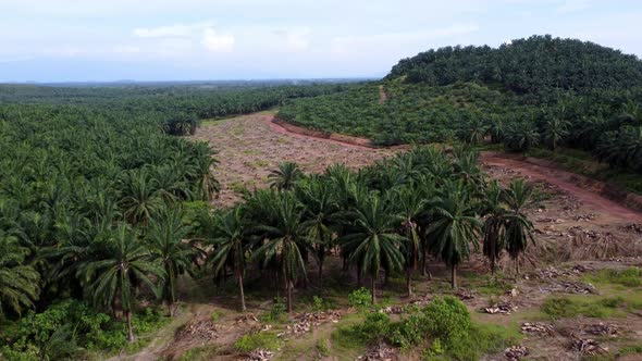 Aerial view land clearing happen at oil palm farm alt