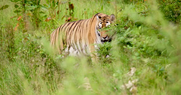 Tiger Walking Amidst Plants in Wilderness Area