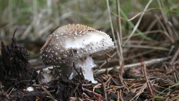 Mushroom Amanita rubescens with a gray hat and white dots grows in the forest.