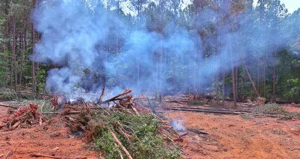 During the Construction of Land a Forest is Uprooted and Burned in Order to Serve As a Building Site alt