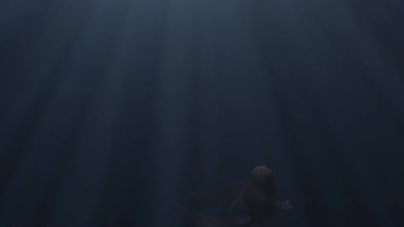 Close Up of an Abstract Lonely Beautiful Fish Swimming Underwater alt