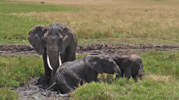 African Elephant, loxodonta africana, Group standing in Swamp, Calf, Having Bath alt