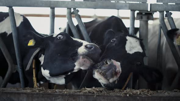 Two Cows Getting Food From Feedlot Standing Cowshed Closeup alt