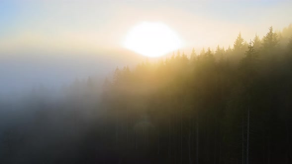 Aerial View of Foggy Evening Over Dark Pine Forest Trees at Bright Sunset alt