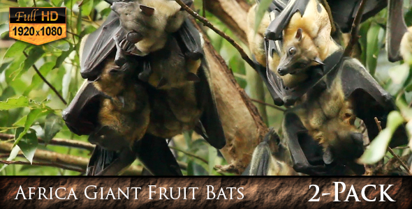 Africa Giant Fruit Bats