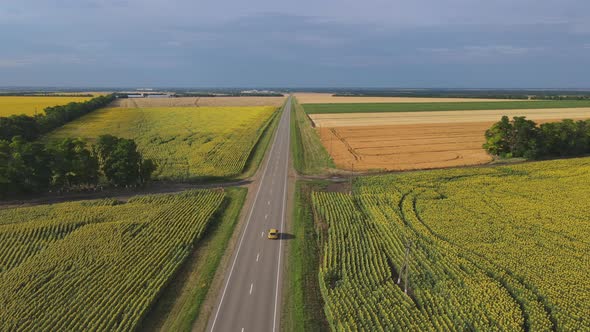 A Car Drives Along an Asphalt Road Through Sunflower Fields alt